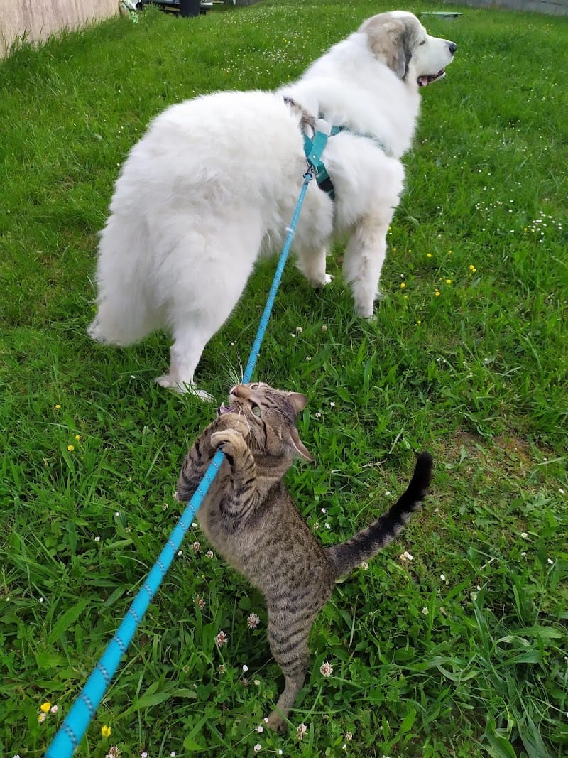 Zoologis - Garde d'animaux à votre domicile Pet Sitting Chat Chien NAC — dogsitter à Toulouse